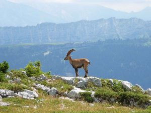 Randonnee montagne sous dine