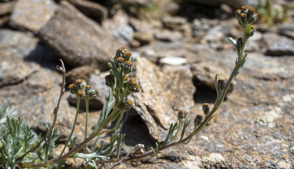 genepi - plante de haute savoie