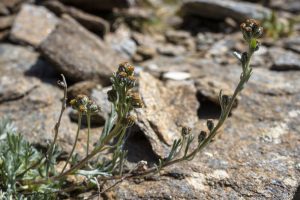 genepi - plante de haute savoie