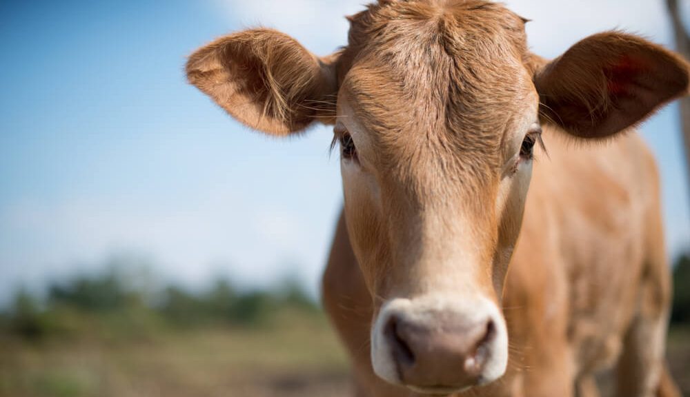 vache des alpes Tarentaise