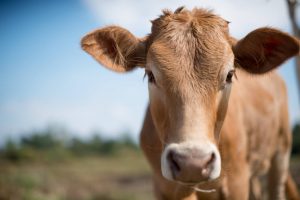 vache des alpes Tarentaise