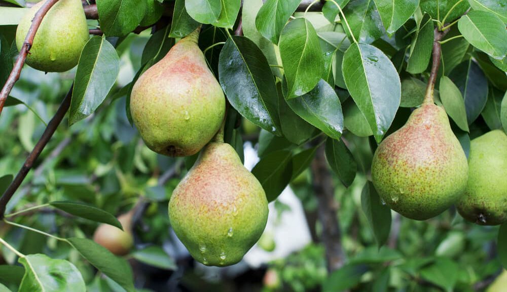 Pomme et poire Haute-Savoie