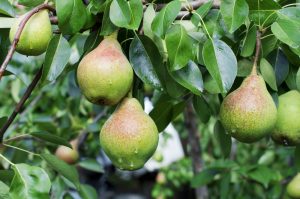 Pomme et poire Haute-Savoie