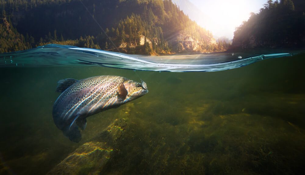 Poisson lac d'annecy