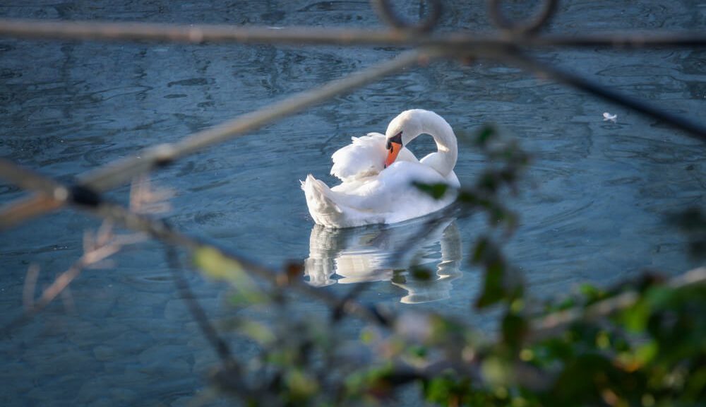 les cygnes du lac d'Annecy