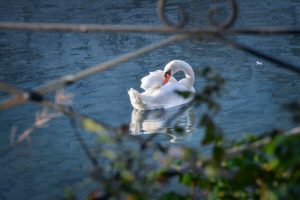 les cygnes du lac d'Annecy