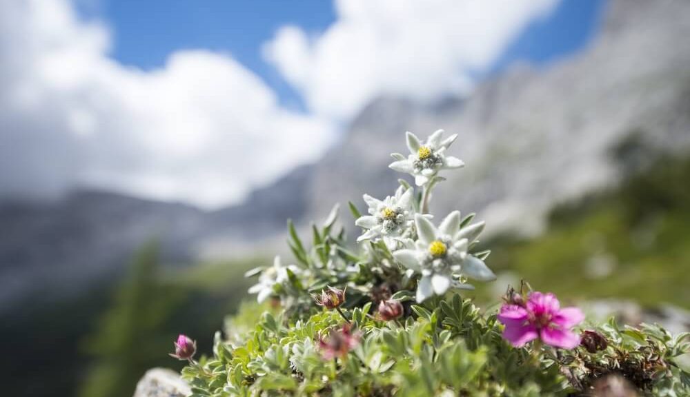 fleurs alpines à découvrir dans les alpes