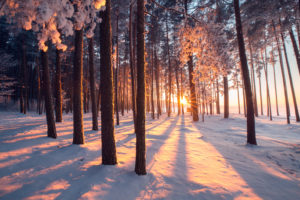 Top 4 des activités hivernales à pratiquer au domaine nordique des Glières